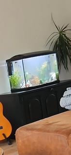 Superfish aquarium 60 liter, Ophalen of Verzenden, Zo goed als nieuw