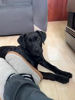 Lieve en vooral knappe labrador x kooiker puppy, Parvo, Reu, 8 tot 15 weken, Labrador retriever