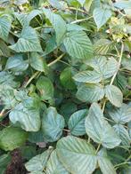 Frambozen struiken, Tuin en Terras, Ophalen, Vaste plant, Fruitplanten, Volle zon