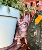 Tamme kittens grijs, wit, rood gestreept, Dieren en Toebehoren, Katten en Kittens | Overige Katten, Meerdere dieren