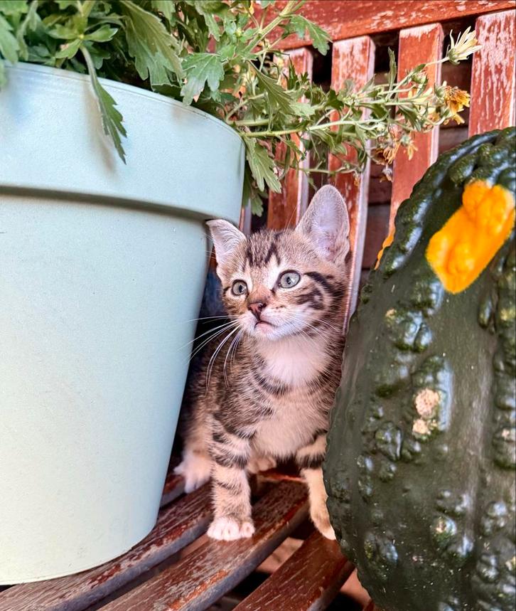 Tamme kittens grijs, wit, rood gestreept, Dieren en Toebehoren, Katten en Kittens | Overige Katten, Meerdere dieren