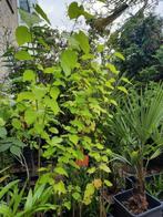 Moerbei mores nigra a 25 euro, Tuin en Terras, Planten | Bomen, Volle zon, Lente, 100 tot 250 cm, Overige soorten