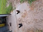 Serama haantjes, Dieren en Toebehoren, Pluimvee | Toebehoren, Ophalen, Zo goed als nieuw, Kippenhok of Kippenren