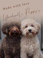 Mini Labradoodle pups, Parvo, Overige rassen, 8 tot 15 weken, Meerdere