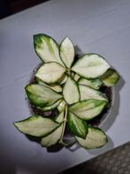 Hoya heuschkeliana variegata, Huis en Inrichting, Kamerplanten, Ophalen of Verzenden, Halfschaduw, Minder dan 100 cm