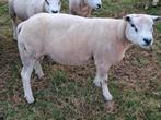 Dekram  zwoeger  vrij., Dieren en Toebehoren, Schapen, Geiten en Varkens, Mannelijk, Schaap