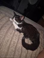 Kittens, Dieren en Toebehoren, Meerdere dieren