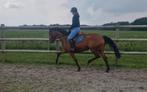 Stoere brave allrounder, Dieren en Toebehoren, Paarden, Merrie, Springpaard, Zadelmak, 3 tot 6 jaar