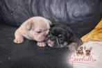Franse bulldog pups te koop, 8 tot 15 weken, Parvo, Bulldog, Meerdere