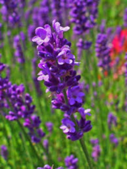 Restpartij 93 blauwe lavendel voor 150 euro, Tuin en Terras, Planten | Tuinplanten, Vaste plant, Kruiden, Volle zon, Zomer, Ophalen