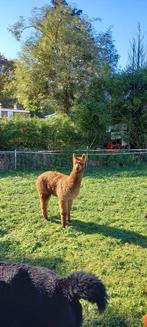 Alpaca, Dieren en Toebehoren, Overige Dieren, April, Mannelijk