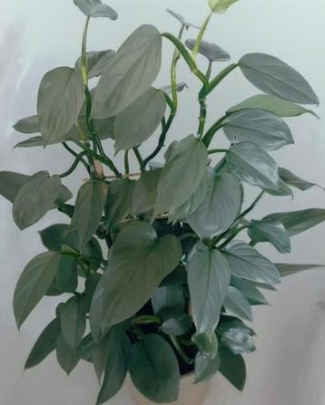Philodendron Silver Queen  beschikbaar voor biedingen