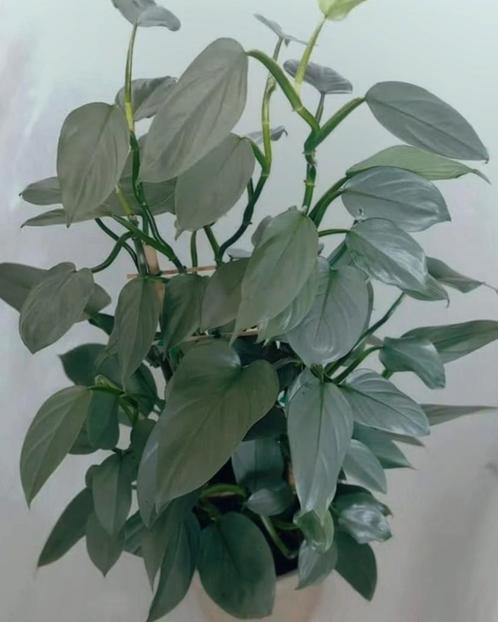 Philodendron Silver Queen, Huis en Inrichting, Kamerplanten, Overige soorten, Minder dan 100 cm, Halfschaduw, Ophalen of Verzenden