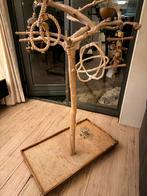 Javaboom, Mannelijk, Papegaai