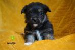 Mooie kleine boomer pups., Dieren en Toebehoren, Nederland, Parvo, Overige rassen, 8 tot 15 weken