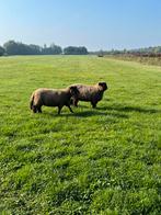 Mooie Rijeland schapen., Dieren en Toebehoren, Meerdere dieren, Schaap, 0 tot 2 jaar