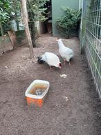Te koop: meerdere Fazanten, Kraanvogels, Dieren en Toebehoren, Pluimvee, Meerdere dieren, Overige soorten