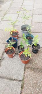 8 wisteria blauw. 'Blauwe regen', Volle zon, Lente, Minder dan 100 cm, Overige soorten