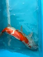 Koikarper, Dieren en Toebehoren, Vissen | Vijvervissen, Karper of Koi