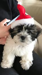 Hond hondenverblijf, Ophalen