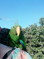 Gezocht blijvend huisje edelpapegaai, Dieren en Toebehoren, Vogels | Parkieten en Papegaaien, Mannelijk, Papegaai, Pratend