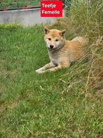 shiba inu pups, België, Rabiës (hondsdolheid), 15 weken tot 1 jaar, Poolhond