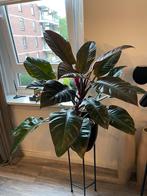Mooie Philodendron Red, Huis en Inrichting, Kamerplanten, Ophalen of Verzenden, Halfschaduw, Minder dan 100 cm