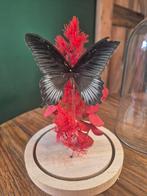 Opgezette vlinder in stolp., Ophalen of Verzenden, Nieuw, Insect, Opgezet dier