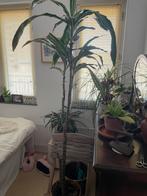 Hoge kamerplant. Dreacena. Makkelijke plant, Ophalen, Halfschaduw, Minder dan 100 cm