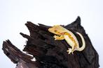 Wimpergekko vrouw!, Hagedis, Tam, 3 tot 6 jaar
