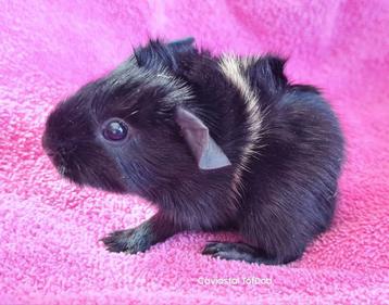 Zwart crème cavia zeugje. beschikbaar voor biedingen