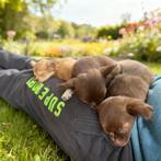 Chihuahua pup ( teefje ), Dieren en Toebehoren, Honden | Chihuahua's en Gezelschapshonden, CDV (hondenziekte), 8 tot 15 weken