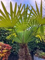 Tragycapus Fortunei / Chinese waaierpalm, Ophalen, Volle zon, Overige soorten