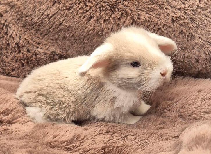 Franse hangoor, Dieren en Toebehoren, Konijnen, Groot, Meerdere dieren, Hangoor