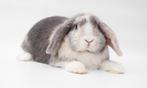 Hele lieve en mooie Dwerg hangoor NHD voedster - blauwe ogen, Dieren en Toebehoren, Konijnen, Vrouwelijk, Dwerg, Hangoor, 0 tot 2 jaar