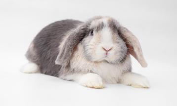 Hele lieve en mooie Dwerg hangoor NHD voedster - blauwe ogen beschikbaar voor biedingen