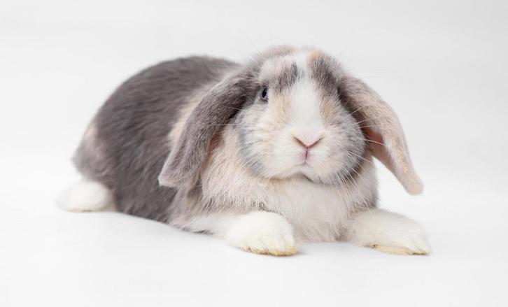 Hele lieve en mooie Dwerg hangoor NHD voedster - blauwe ogen, Dieren en Toebehoren, Konijnen, Dwerg, Vrouwelijk, 0 tot 2 jaar