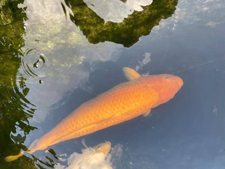 Mooie Japanse Koi, Dieren en Toebehoren, Vissen | Vijvervissen, Karper of Koi