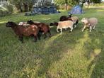 Te koop kruising dorper x texelaar., Mannelijk, Schaap