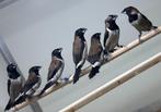 Molukse bronzemannetjes, Dieren en Toebehoren, Meerdere dieren