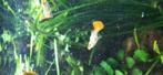 Kromme guppen, Dieren en Toebehoren, Vissen | Aquariumvissen, Vis