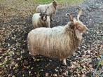 Dekrijpe Racka ram, Dieren en Toebehoren, Mannelijk, Schaap