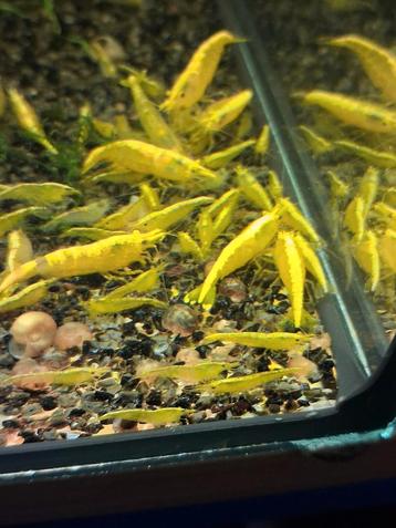 Gele neocaridina garnaaltjes  beschikbaar voor biedingen