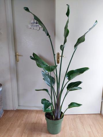 XL Strelitzia Nicolai - Paradijsvogelplant H: 170 cm. beschikbaar voor biedingen