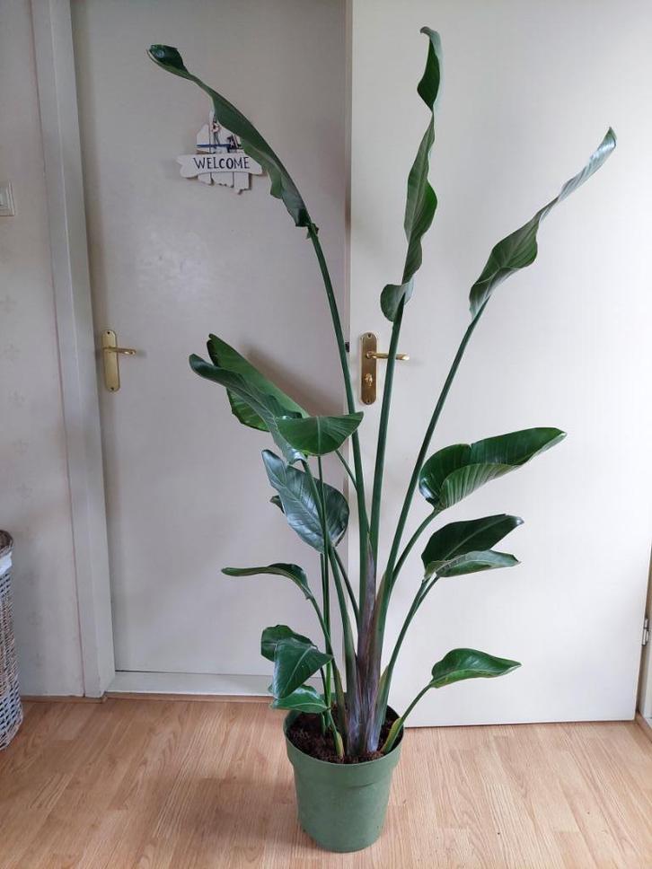 XL Strelitzia Nicolai - Paradijsvogelplant H: 170 cm., Huis en Inrichting, Kamerplanten, Overige soorten, 150 tot 200 cm, Groene kamerplant