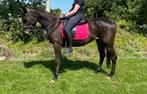 Super lieve 4-jarige E-pony/klein paard ca. 1.57m, Gechipt, 3 tot 6 jaar, Recreatiepony, Merrie