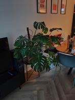 Gezonde Monstera met Pot, Ophalen, Overige soorten, Halfschaduw, In pot