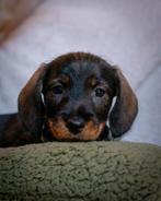 De liefste ruwhaar teckel pup, Standaard, CDV (hondenziekte), 8 tot 15 weken, Teef