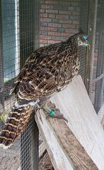 Koppel glansfazanten 2025, Meerdere dieren, Overige soorten
