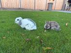 2 super lieve vrouwtjes konijnen, Dieren en Toebehoren, Knaagdieren en Konijnen | Hokken en Kooien, Ophalen, 110 cm of meer, Zo goed als nieuw
